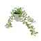 Assorted Micro Potted Succulent, 1pc. by Ashland®